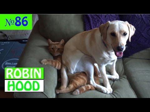 ПРИКОЛЫ 2017 с животными. Смешные Коты, Собаки, Попугаи // Funny Dogs Cats Compilation. Апрель №86