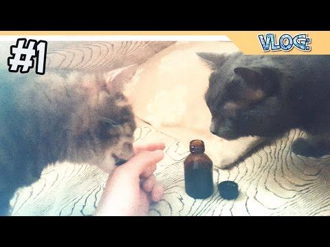 ВАЛЕРЬЯНКА И КОТЫ - ПРИКОЛЫ С КОТАМИ 2017