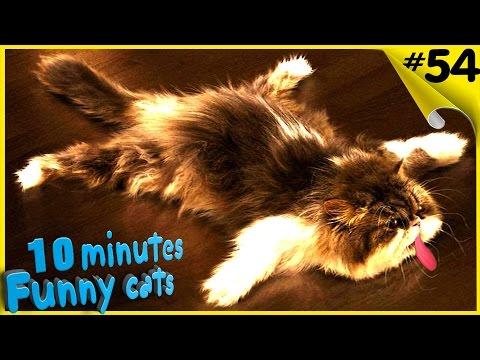 Смешные коты Приколы с котами Funny Animals Compilation