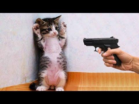 СМЕШНЫЕ КОШКИ 2021 И ДРУГИЕ ЖИВОТНЫЕ/ 10 МИНУТ СМЕХА/СМЕШНЫЕ ЖИВОТНЫЕ 2021/ЛУЧШИЕ ПРИКОЛЫ С КОТАМИ