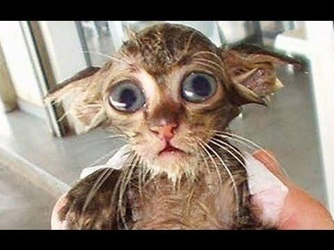 Я РЖАЛ ДО СЛЕЗ    новые приколы 2020    приколы с животными