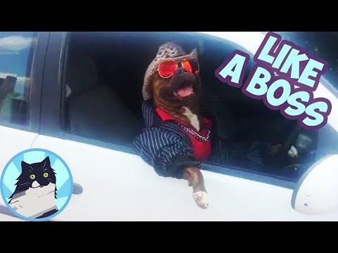 LIKE A BOSS 