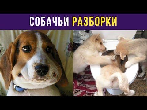 Приколы с собаками. Собачьи разборки | Мемозг #10
