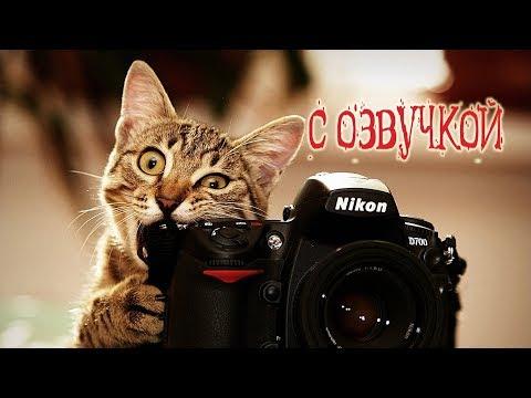Приколы с котами и смешная озвучка животных – Кот это Магия от PSO