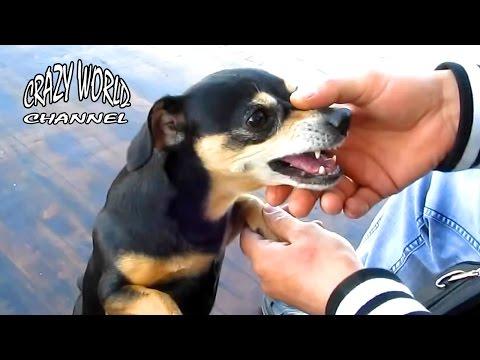 СМЕШНЫЕ СОБАКИ 2017 ПРИКОЛЫ С СОБАКАМИ 2017 FUNNY DOGS Compilation 2017 #12