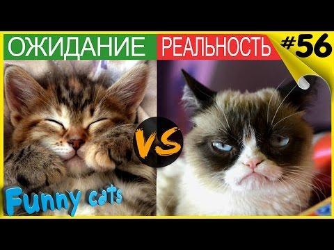 Ожидание VS Реальность Приколы с котами