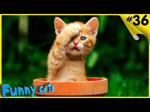 Приколы с котами и кошками Смешные животные Смешные коты 2016