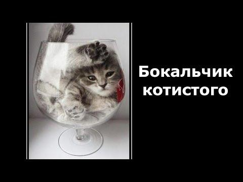Веселые картинки. Коты смешные. Кошки приколы самые смешные.