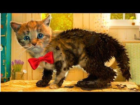 ПРИКЛЮЧЕНИЕ МАЛЕНЬКОГО КОТЕНКА мультфильм про котят мультик для детей и малышей на #AlexanderSan