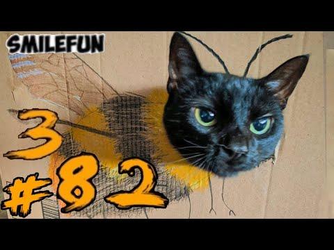 СМЕШНЫЕ КОТЫ 2020 КОШКИ Приколы Котами и Кошками Funny Cats