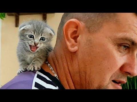 КОТЕНОК АКРОБАТ. НУ НЕ ОТДАВАЙ МЕНЯ!! Приколы про котов с озвучкой Галчата тв