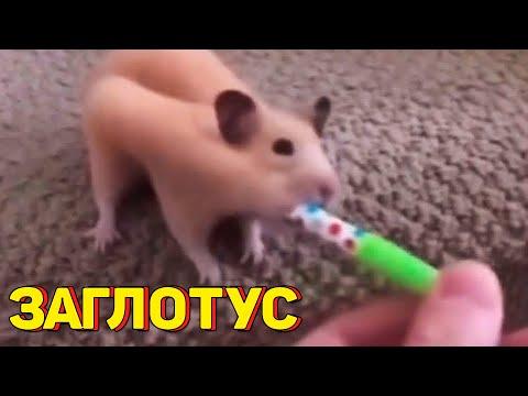 Я РЖАЛ ДО СЛЕЗ 