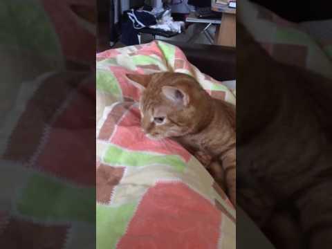 КОТ САМ СЕБЯ НАКАЗЫВАЕТ