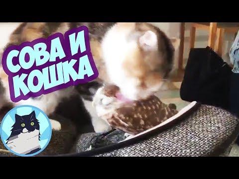 СОВА И КОШКА 