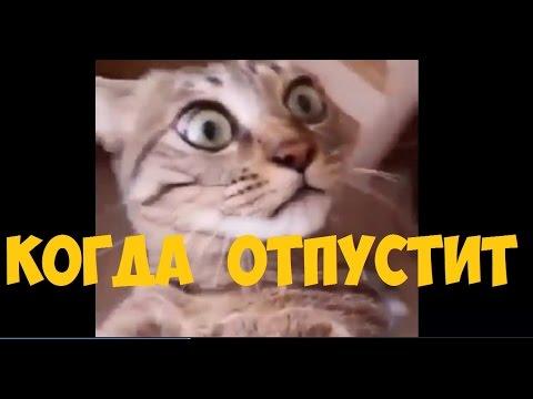 Когда меня отпустит. Приколы 2017 Stop Top 275