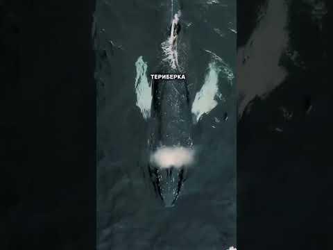 Только столото так может 