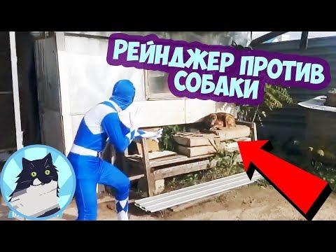 РЕЙНДЖЕР ПРОТИВ СОБАКИ 