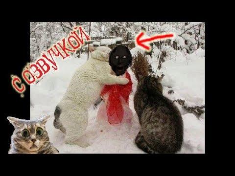 Приколы с котами с ОЗВУЧКОЙ – ГРЕННИ ПРИШЛА, а кот МУРЗИК зажигает – Попробуй не засмеяться