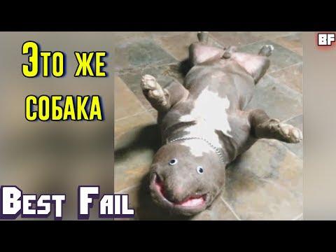 ЛУЧШИЕ ПРИКОЛЫ МАЙ 2017 | Лучшая Подборка Приколов #45