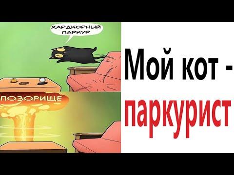 Приколы 2021! МОЙ КОТ ПАРКУРИСТ! Смешные видео! Мемы! Попробуй не засмеяться - Доми шоу!