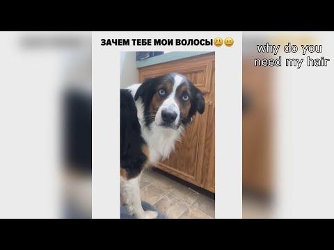 12 МИНУТ ОТБОРНЫХ ПРИКОЛОВ | ЛУЧШИЕ ПРИКОЛЫ 2021 ржака до слез угар прикол - ПРИКОЛЮХА